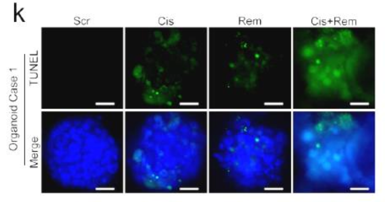 1684141100352798.png image.png