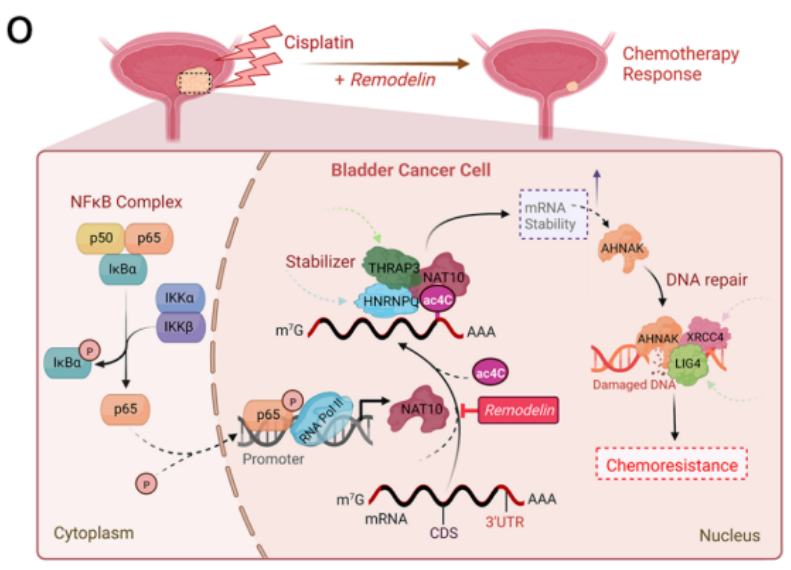 1684141116622513.png image.png